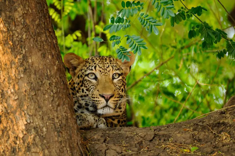 Leopardo en un árbol en Zambia