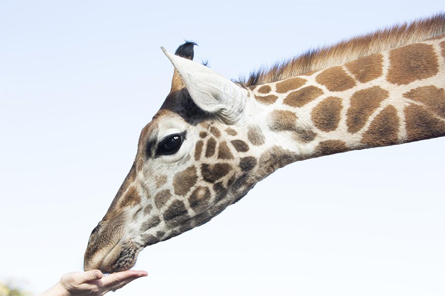 A hand feeding a Rothschild's giraffe in Nairobi, Kenya. 