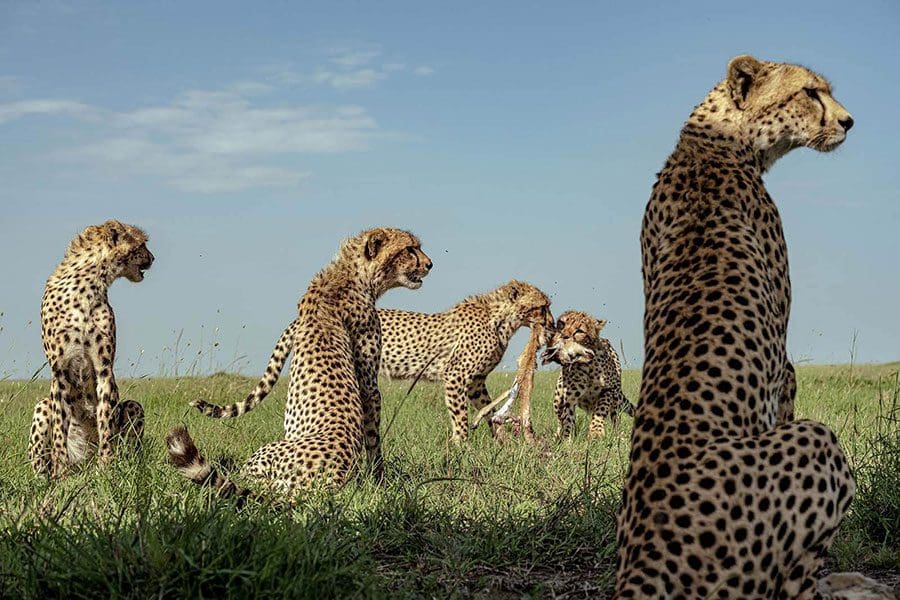 Pase una tarde con un investigador del Proyecto Guepardo del Serengeti.