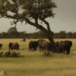 Big 5 viewing.