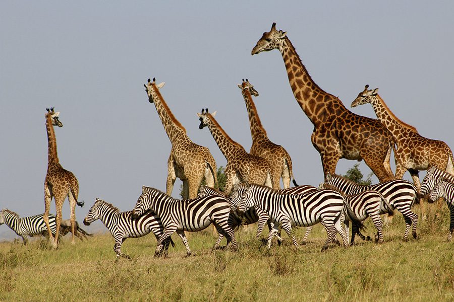 Giraffes and zebra in Africa | Go2Africa
