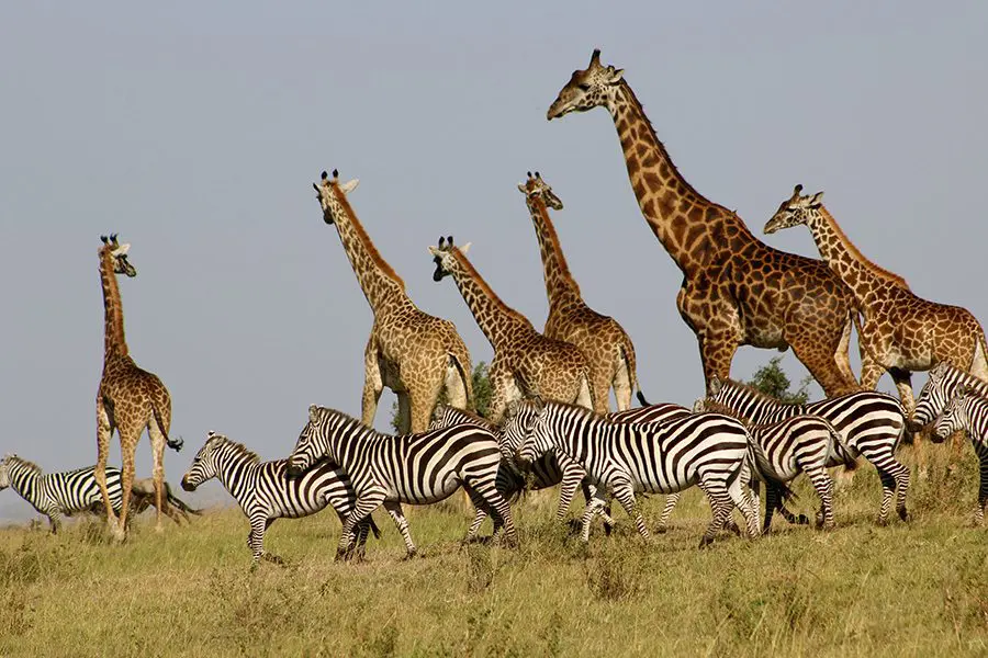Jirafas y cebras en África | Go2Africa