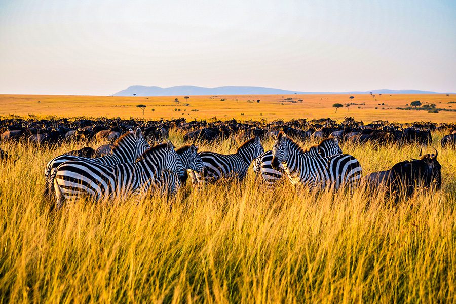 Groups of zebra and wildebeest standing in the plains of the Masai Mara, Kenya | Go2Africa