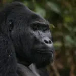 Una regia toma de un gorila en Uganda. 
