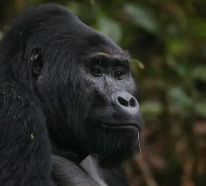 Gorillas at Gorilla Safari Lodge in Uganda | Go2Africa