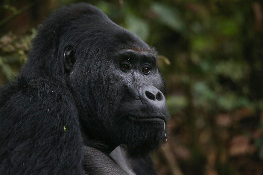 A regal shot of a gorilla in Uganda. 