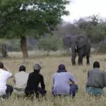 Acérquese a algunos de los pesos pesados de los safaris en un safari a pie. 