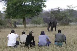 Acérquese a algunos de los pesos pesados de los safaris en un safari a pie. 