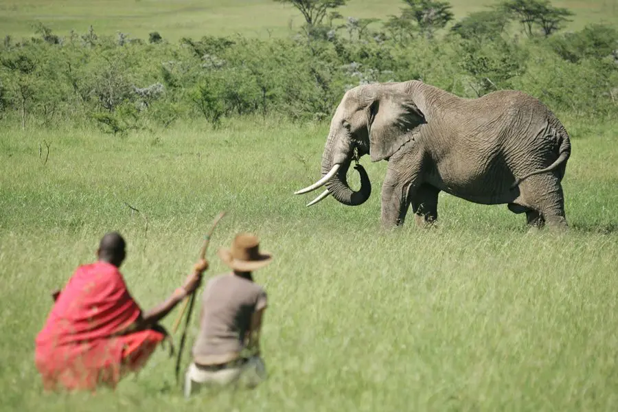 Safari a pie con el Campamento Naboisho en el Masai Mara, Kenia | Go2Africa