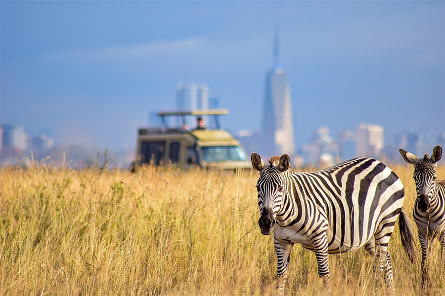 Safari vehicle watching zebra in Nairobi National Park in Nairobi, Kenya.