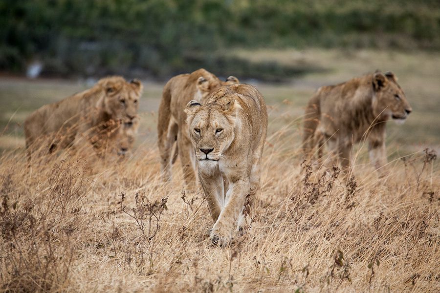 Pride of lions, Africa | Go2Africa