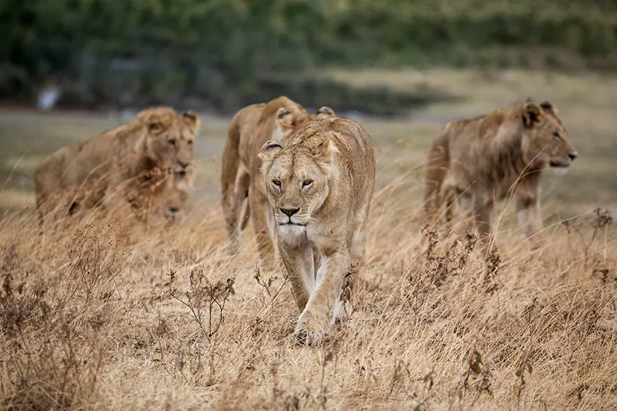 Orgullo de leones, África | Go2Africa