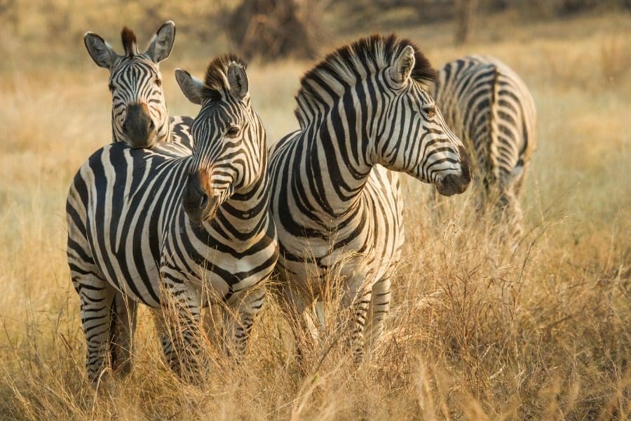 Cebra en el Parque Nacional de Chobe, Botsuana | Go2Africa