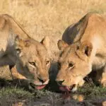 Game sighting in Hwange  National Park.
