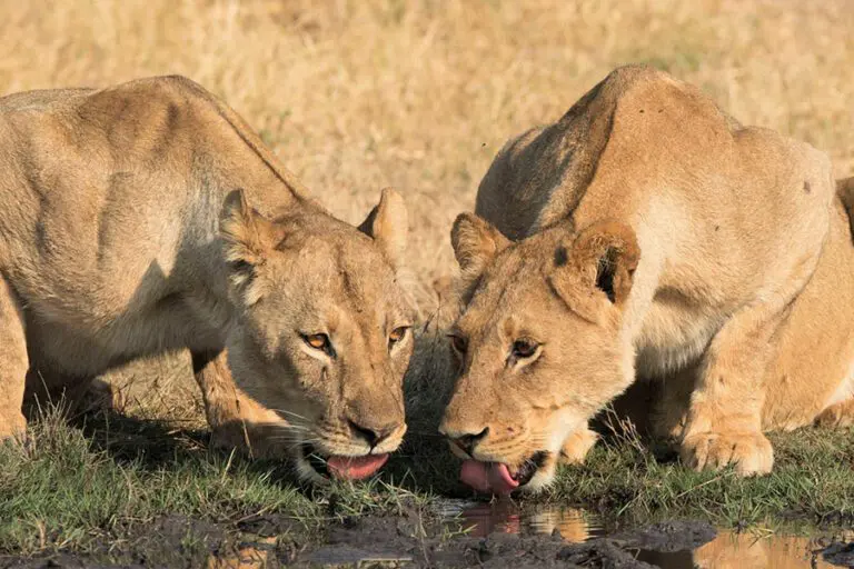 Game sighting in Hwange  National Park.
