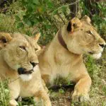 Tracking collared lions (and other species) using telemetry.