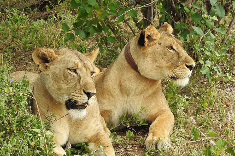 Seguimiento de leones con collar (y otras especies) mediante telemetría.