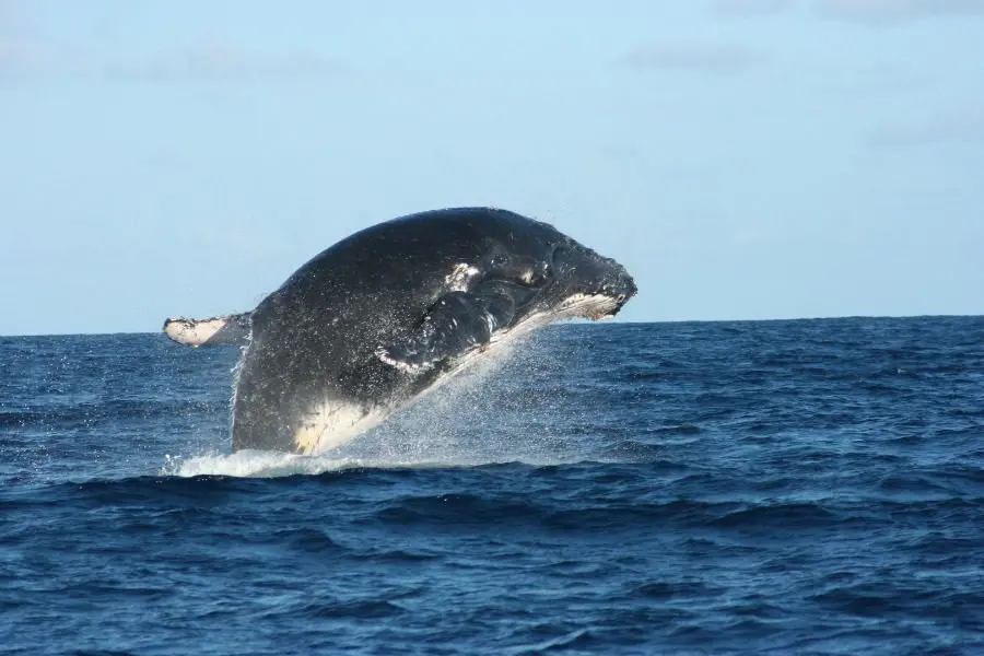 Avistamiento de ballenas en la isla de Vamizi, Mozambique | Go2Africa