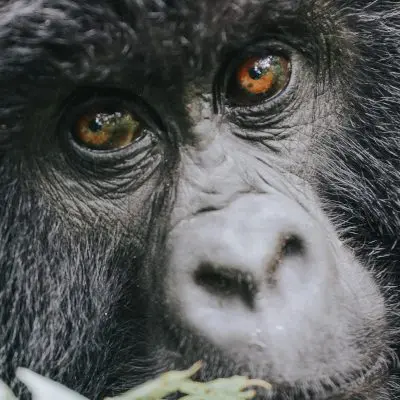 Gorila,Montaña,En,La,Selva