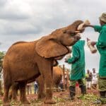 Acoge a un elefante en el Orfanato de Elefantes Daphne Sheldrick. 