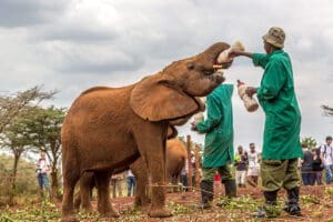 Acoge a un elefante en el Orfanato de Elefantes Daphne Sheldrick. 