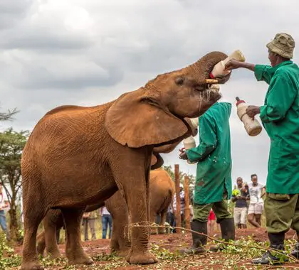 Acoge a un elefante en el Orfanato de Elefantes Daphne Sheldrick. 