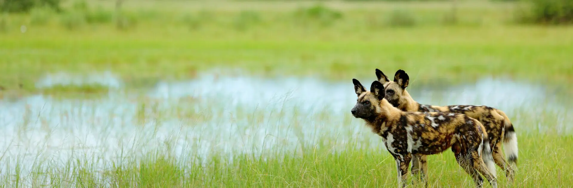 Two African Wild dogs look out over a lake in the Kruger Park