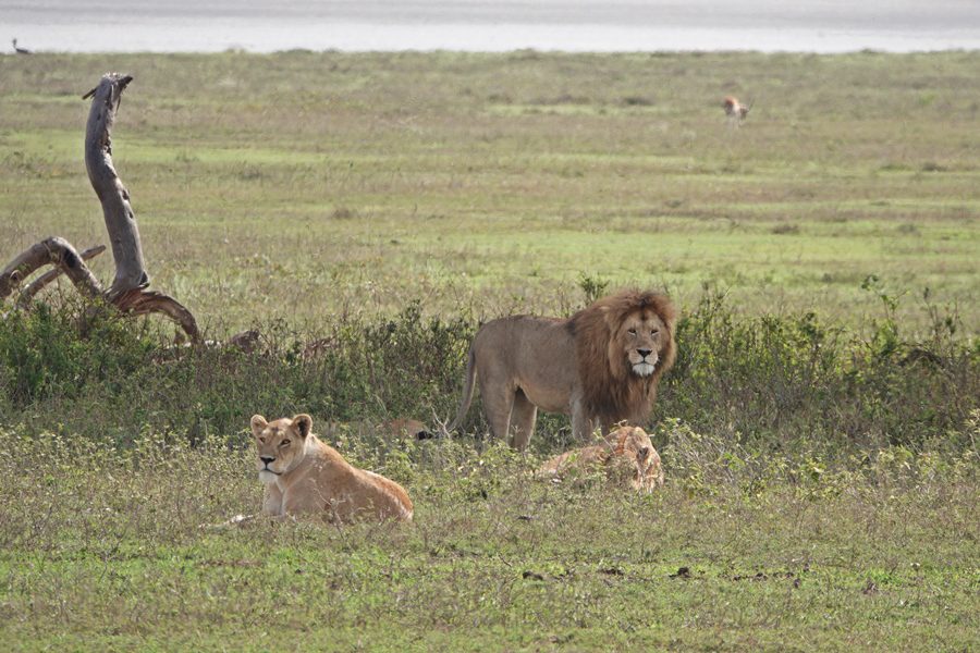 Lions in Ngorongoro Crater, Tanzania | Go2Africa