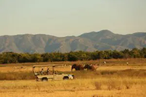 Safari.