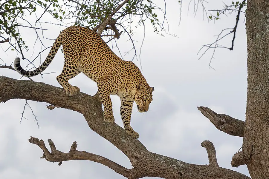 African Leopard (Panthera pardus) walking on tree branch in acacia tree, Masai Mara, Kenya