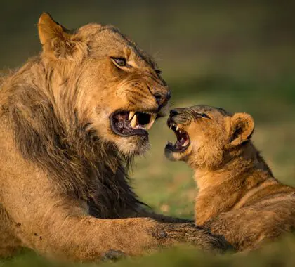 Leones en Zambia, un espectacular avistamiento de safari. 