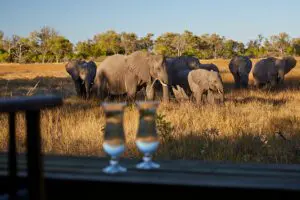 Little-Sable---Elephants-near-camp