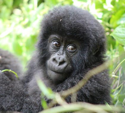 Gorilla Trekking in Rwanda | Go2Africa