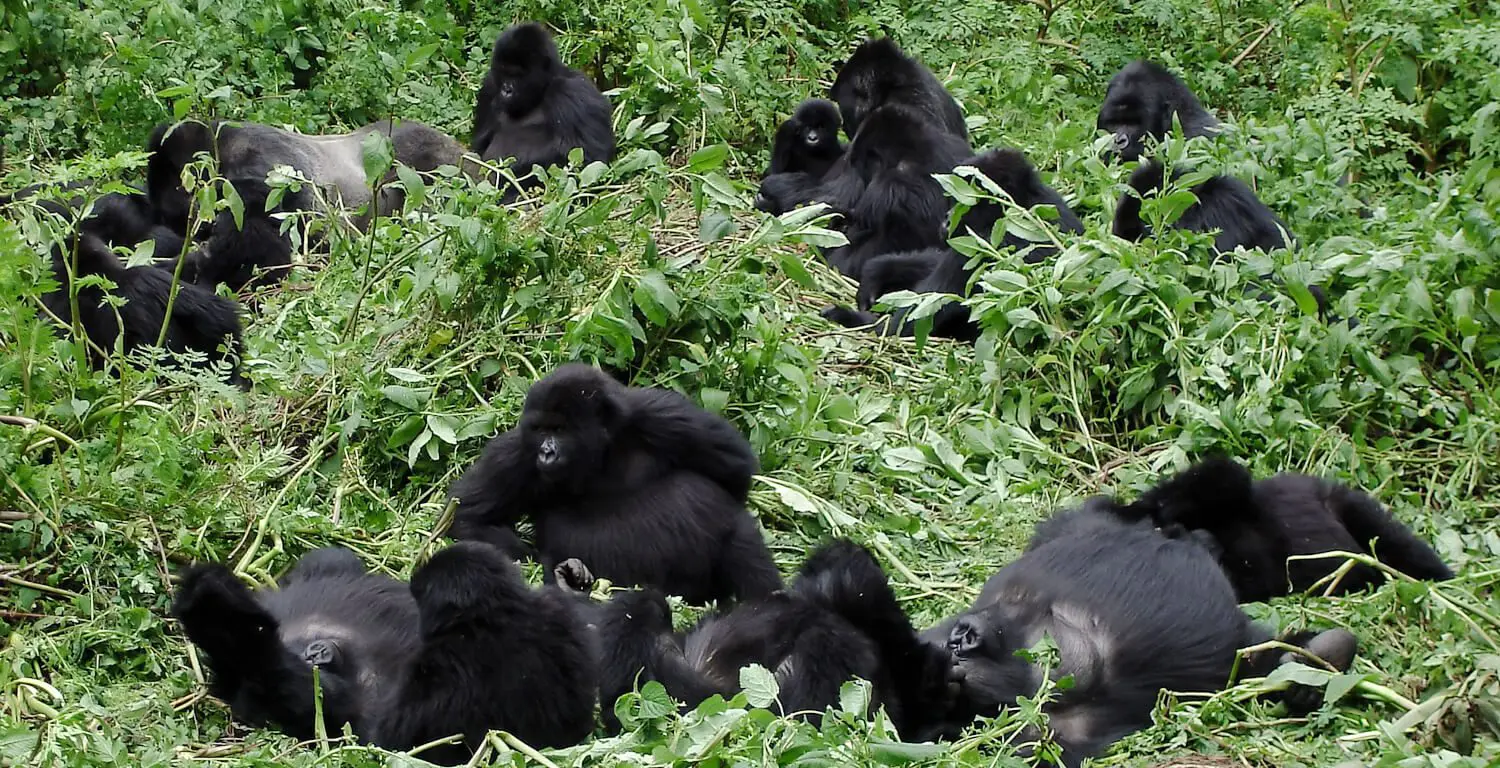 Familia de gorilas en la selva