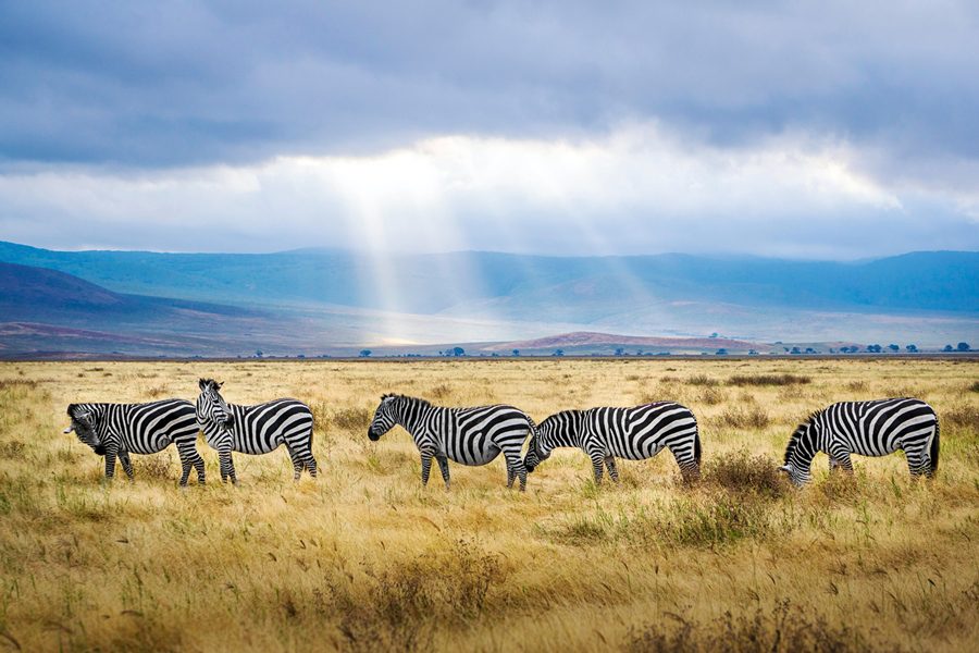 Zebras in Ngorongoro Crater, Tanzania | Go2Africa
