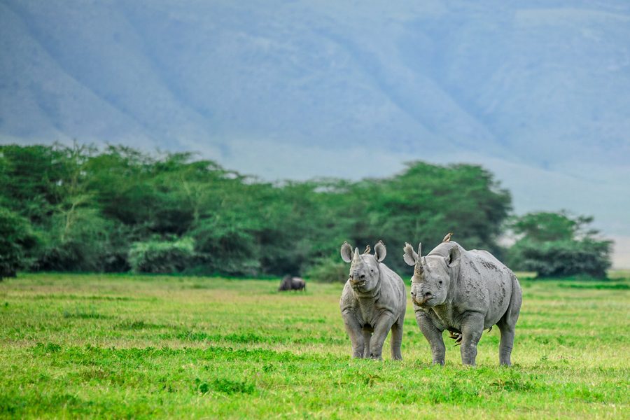 Black rhinos in Ngorongoro Crater, Tanzania | Go2Africa