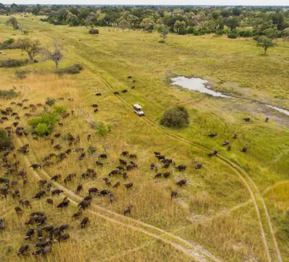 Delta del Okavango salvaje, Botsuana.