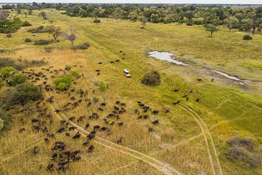 Wild Okavango Delta, Botswana.