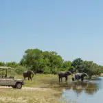 See some of Africa’s wildest inhabitants.