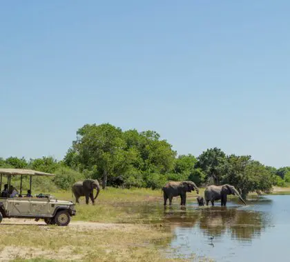 Contemple algunos de los habitantes más salvajes de África.