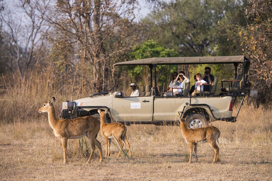 Traditional game drive sighting with Kaingo Safari Lodge in Zambia.
