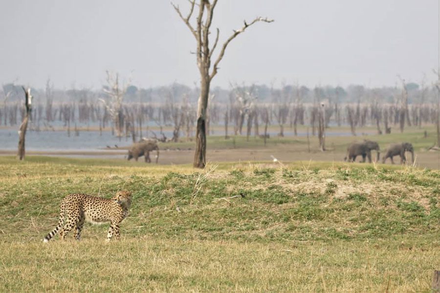 Big cat sighting in Kafue National Park in Zambia.