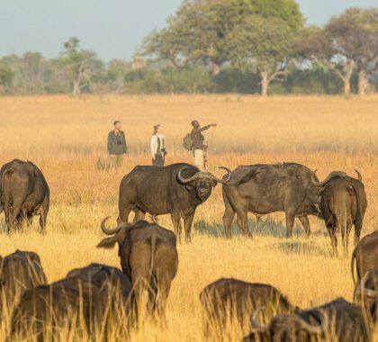 Okavango-Delta-Guided-Walking-Safari-16
