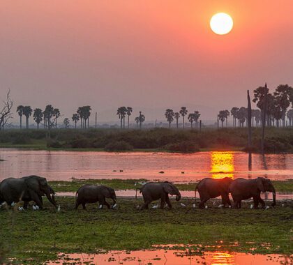 Roho ya Selous elephants walking along the river.