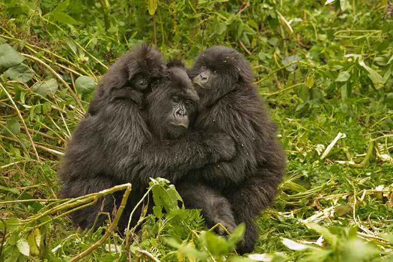 Gorilla trekking.