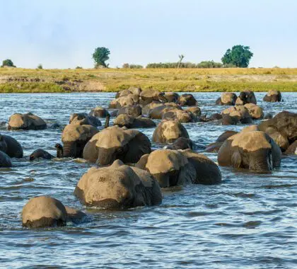 A special sighting: elephants crossing the Chobe River.
