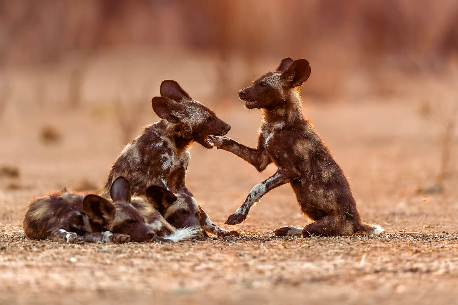 Istock wild dogs