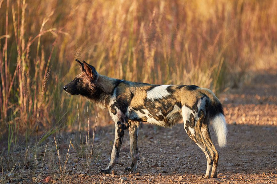 Wild dog in Kafue National Park, Zambia.