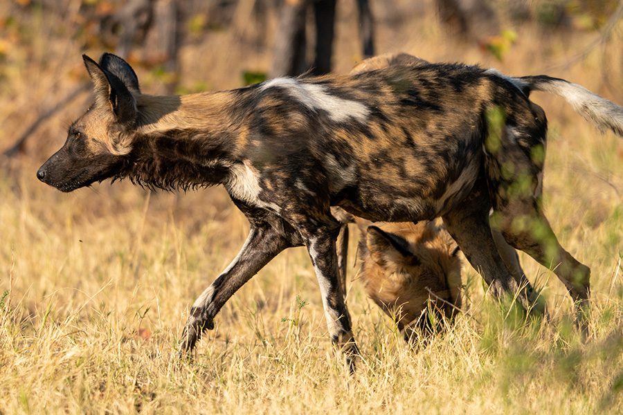 Wild dog after a successful hunt in Kruger, South Africa.