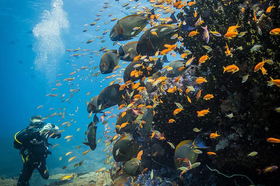 Scuba diving off the coast of Benguerra Island, Bazaruto Archipelago, Mozambique.